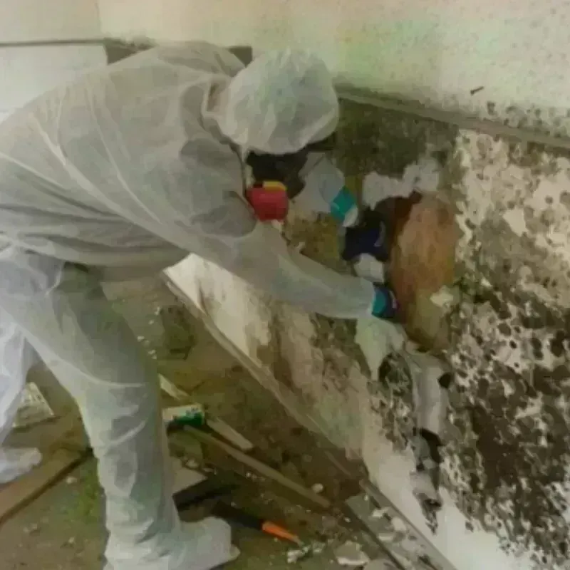 Mold Remediation and Removal in Churchill, OH